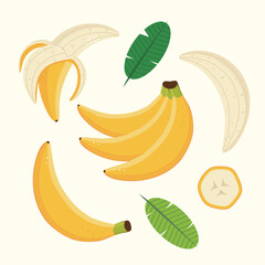 Vector Banana fruit illustration set