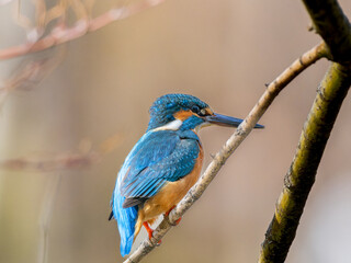 木の枝にとまるカワセミ