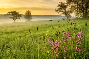 Czech spring mountains flowered meadow and ladder perch for hunters. Photo taken on morning sunrise.