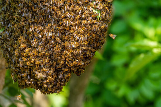 Honeybee swarm hanging at a tree in nature.
