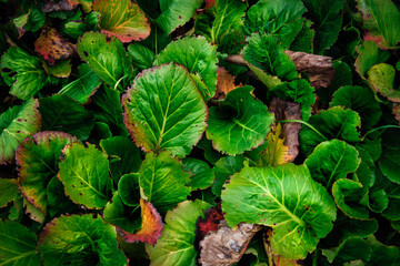 The bright green purple leaves close up of garden plants. Green herbal nature background of autumn...