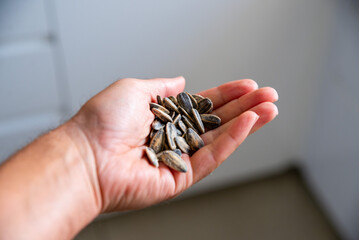 Hand of a child holding sunflower seeds