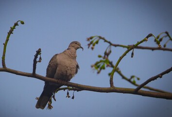 red tailed hawk