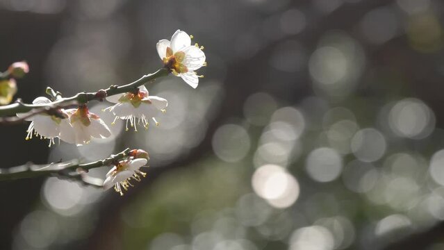 梅の花