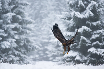 The Golden eagle male (Aquila chrysaetos) flying over the Golden eagle female in a winter snowy spruce forest. Portrait of a bird of pray in the nature habitat.
