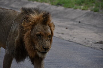 Lions of Sabi Sands Game Reserve and Kruger National Park | South Africa