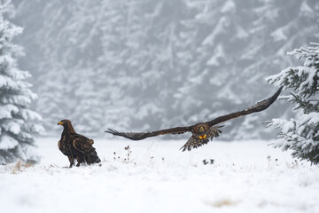 The Golden eagle male (Aquila chrysaetos) flying over the Golden eagle female in a winter snowy spruce forest. Portrait of a bird of pray in the nature habitat.
