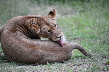 Lions of Sabi Sands Game Reserve and Kruger National Park | South Africa
