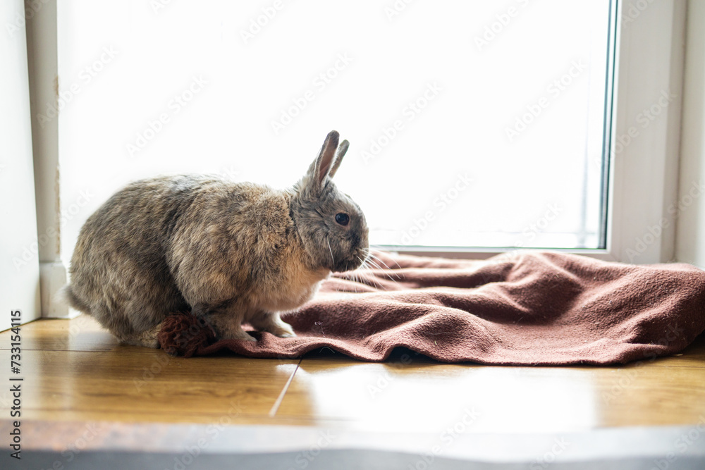 Wall mural Rabbit sitting on the floor in front of the window with a blanket in room. 