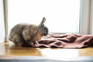 Rabbit sitting on the floor in front of the window with a blanket in room. 