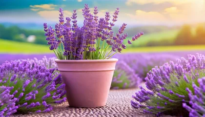 Poster lavender flowers with pot on background lavender flower © Richard