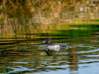 キンクロハジロ