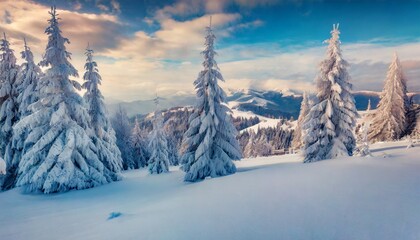Fototapeta premium impressive winter morning in carpathian mountains with snow covered fir trees colorful outdoor scene happy new year celebration concept artistic style post processed photo