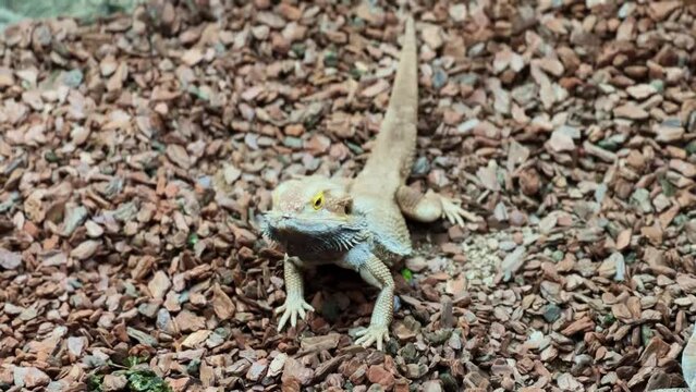 bearded dragon Moving in the Wild
