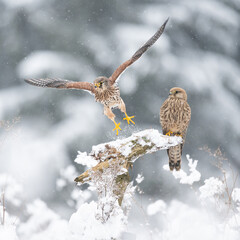 The Common kestrel (Falco tinnunculus) pair resting on a snowy root. Winter snowy landscape....