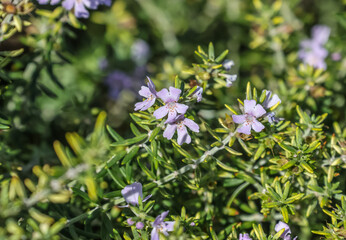 Westringia fruticosa, commonly known as Coastal Rosemary, Australian Rosemary is a versatile and...