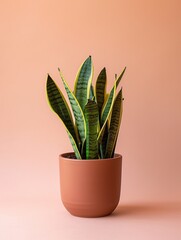 Sansevieria laurentii plant in pot isolated on color background.