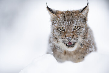Obraz premium The Eurasian lynx (Lynx lynx) closeup look in snowy winter nature. Portrait of a wild cat in the nature habitat.