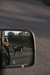 African Wild Dog in Kruger National Park | South Africa
