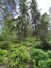 Fototapeta premium footpath in the woods