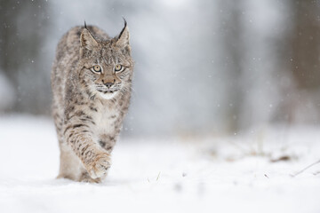 The Eurasian lynx (Lynx lynx) walks in a snow winter landscape near spruce forest in the morning sunrise.  Portrait of a wild cat in the nature habitat. © Jaroslav