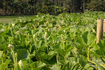Gourd trees with flowers are grown on agricultural land. Locally it is called Lau in Bangladesh. Rural vegetable cultivation in the yard or farmland.