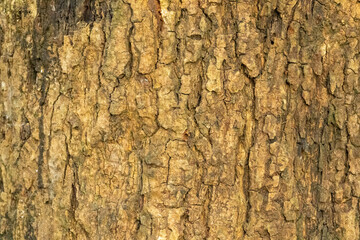Mango tree bark texture background