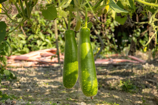 Beautiful fresh vegetable gourd hanging on the garden tree. Fresh organic Asian gourds on a vegetable farm. Locally in Bangladesh, it is called Lau. Rural vegetable cultivation in the yard or farmland