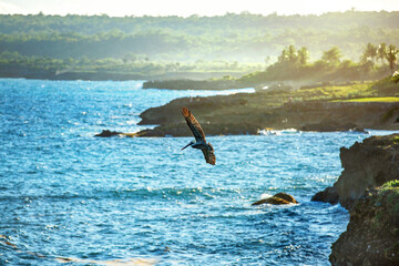 Pelican flying under the ocean bay