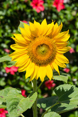 Obraz premium Flor de girasol en un jardín