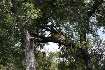 Leopard in Kruger National Park | Safari | Big Five | South Africa
