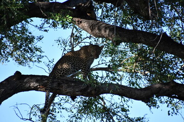 Leopard in Kruger National Park | Safari | Big Five | South Africa
