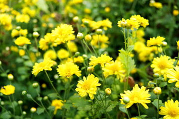 Bright yellow flower of Chinese Chrysanthemum or mums  blooming in field. Selective focus.