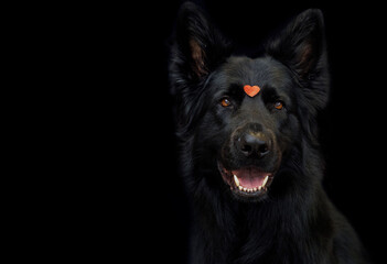 The black Old German Shepherd is posing with a red heart on his snout.