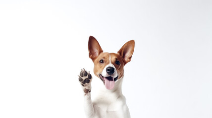 Happy cute brown and white basenji dog smiling and giving a high five isolated on white background.