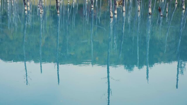 Cinematic shot of Aoiike Blue Pond in Biei City in Hokkaido, Japan