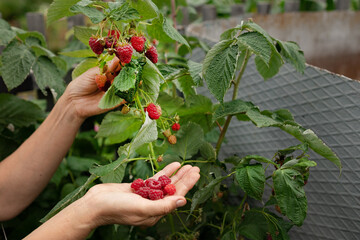 Picking raspberries in the garden. Woman picking ripe raspberries from bushes outdoors, close-up....