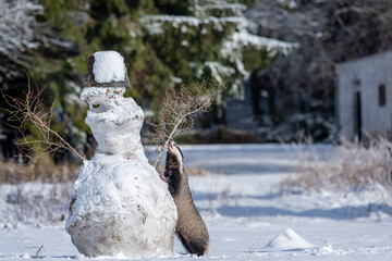 The European badger (Meles meles) in a snowy winter with the Snowman and Village house. © Jaroslav