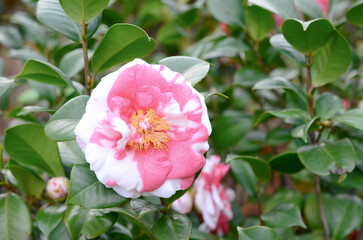 a Japanese camellia Flower, Red, Pink and White Color