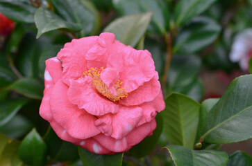 a Japanese camellia Flower, Red, Pink and White Color