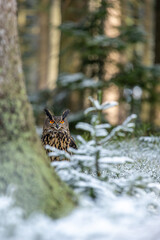 Winter in nature with an Eurasian eagle-owl (Bubo bubo), sits in a snowy spruce forest. Portrait of a owl in the nature habitat.