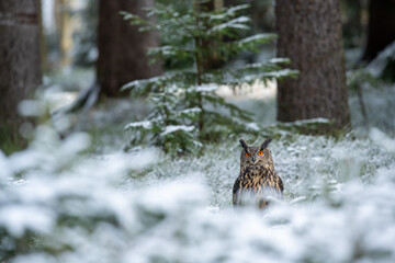 Winter in nature with an Eurasian eagle-owl (Bubo bubo), sits in a snowy spruce forest. Portrait of a owl in the nature habitat.