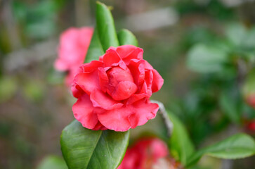 a Japanese camellia Flower, Red, Pink and White Color