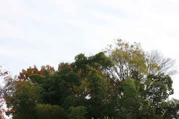 秋の風景　紅葉の木