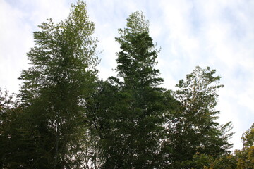 秋の風景　紅葉の木