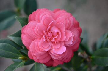 a Japanese camellia Flower, Red, Pink and White Color