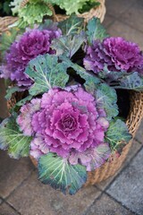 Decorative cabbage as an exterior decoration.