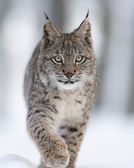 The Eurasian lynx (Lynx lynx) closeup look in snowy winter nature. Portrait of a wild cat in the nature habitat. © Jaroslav