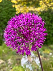 close up of a flower