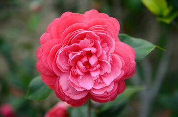 a Japanese camellia Flower, Red, Pink and White Color